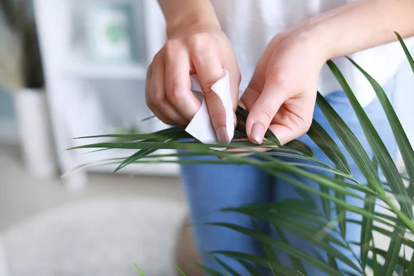 Young woman cleaning dust from leaves of houseplant at home, closeup — Stock Photo, Image
