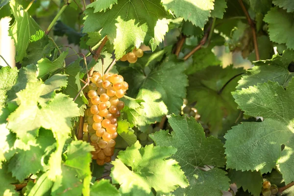 在葡萄园中生长的新鲜成熟多汁葡萄 — 图库照片