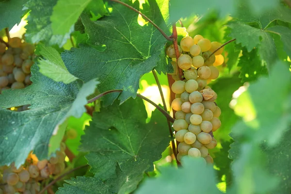 Uvas jugosas frescas maduras que crecen en viñedo, primer plano — Foto de Stock