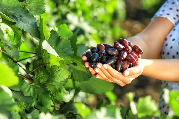 Vrouw met cluster van verse rijpe sappige druiven in de wijngaard — Stockfoto