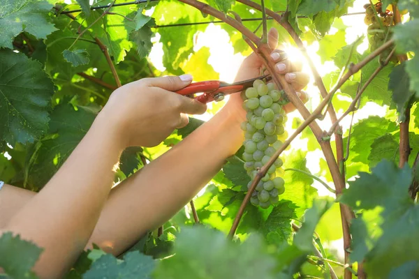 Vrouw snijden cluster van verse rijpe sappige druiven met pruner — Stockfoto