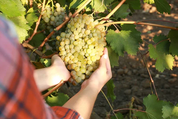 Vrouw met cluster van verse rijpe sappige druiven in wijngaard — Stockfoto