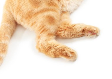 Beyaz arka plan üzerinde sevimli kırmızı Pers kedi Pençeleri