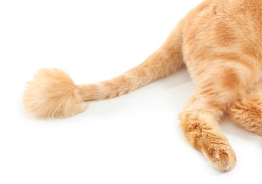 Beyaz arka planda sevimli kırmızı Farsça kedi