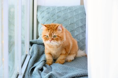 Evde pencere pervazında sevimli bir Pers kedisi