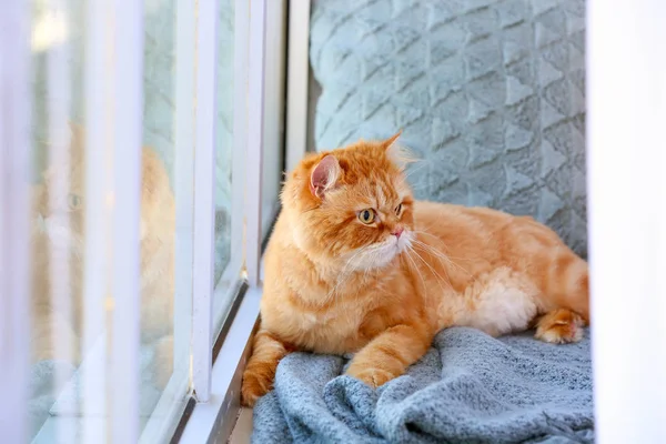 Gato persa bonito no peitoril da janela em casa — Fotografia de Stock