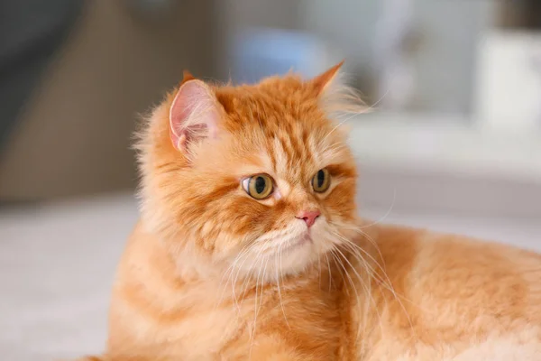 Cute Persian cat at home — Stock Photo, Image