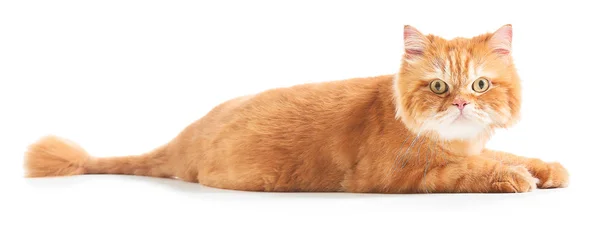 Cute red Persian cat on white background — Stock Photo, Image