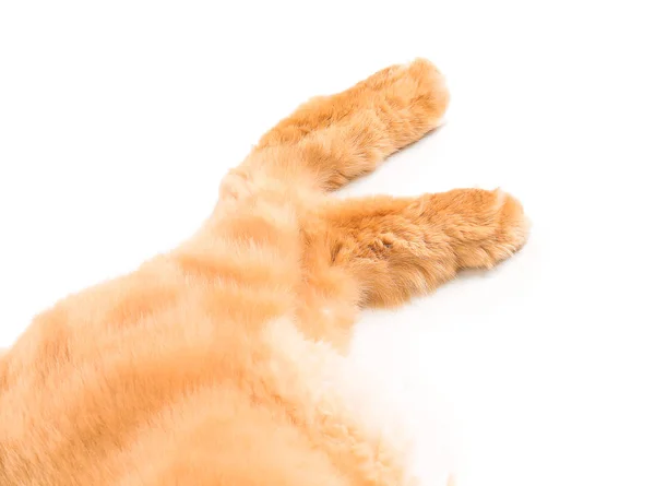 Las patas de lindo gato persa rojo sobre fondo blanco —  Fotos de Stock