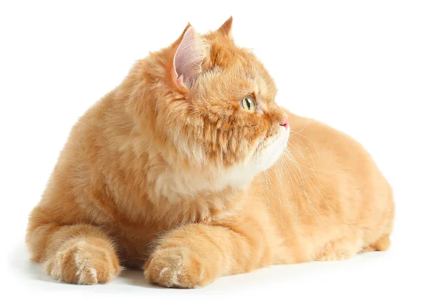 Mignon chat persan rouge sur fond blanc — Photo