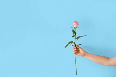 Renkli arkaplanda güzel bir gül çiçeği olan kadın eli