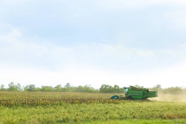 Ayçiçeği alanında hasat birleştirin