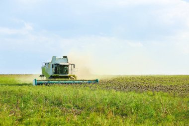 Ayçiçeği alanında hasat birleştirin
