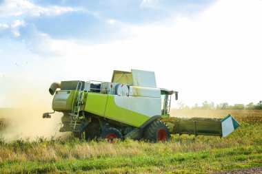 Ayçiçeği alanında hasat birleştirin