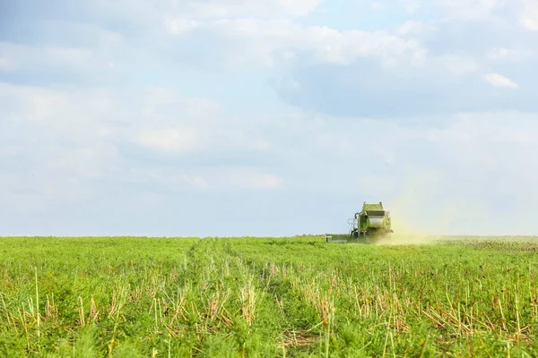 Combine harvester in sunflower field — Stock Photo, Image