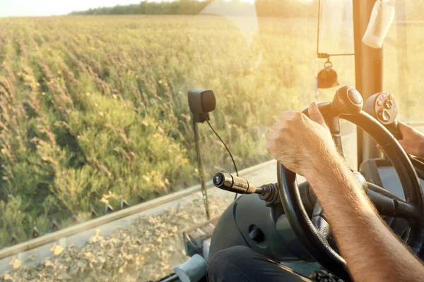 Ayçiçeği alanında çalışan hasat kombine erkek sürücü