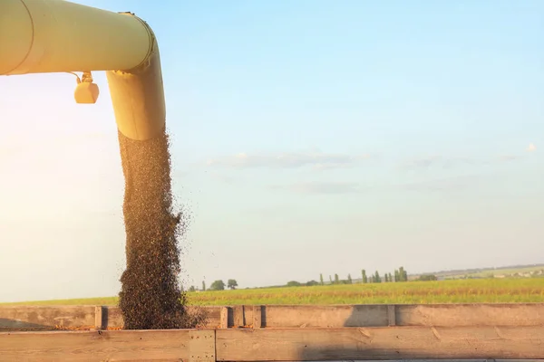 Pouring of sunflower seeds from unloader into body of truck — Stock Photo, Image