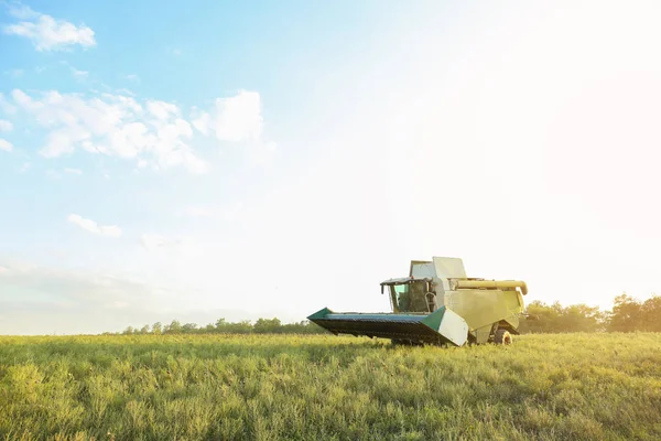 Ayçiçeği alanında hasat birleştirin