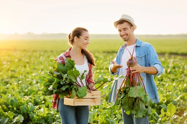 Jóvenes agricultores con cosecha de remolacha en el campo — Foto de Stock