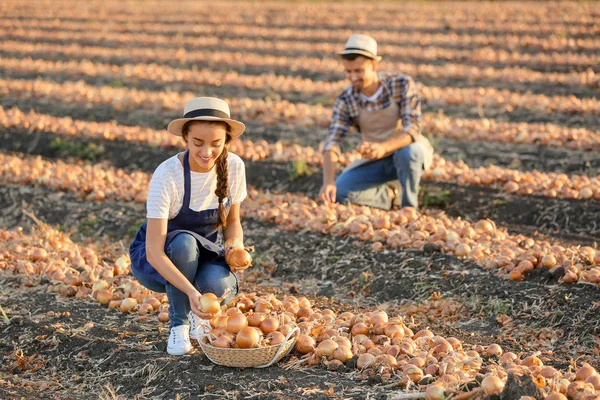 Jovens agricultores que recolhem cebolas no terreno — Fotografia de Stock