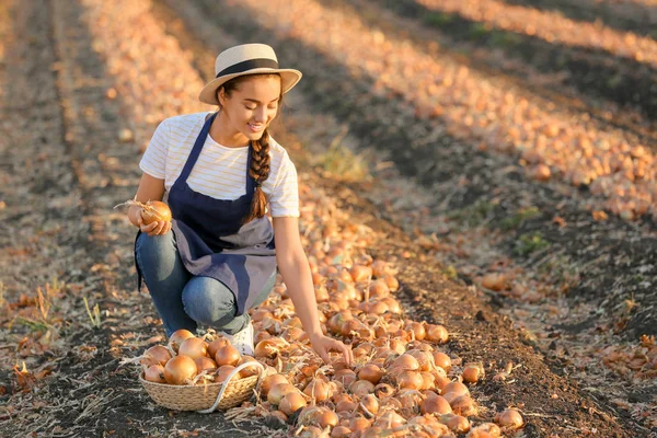 Farmářka sbírající cibuli na poli — Stock fotografie