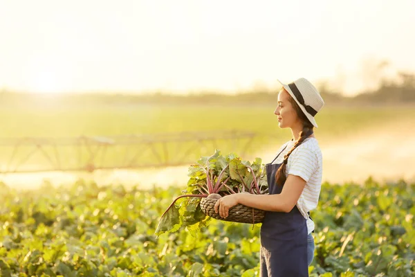 Female farmer with harvest of beetroots in field — Stock Photo, Image