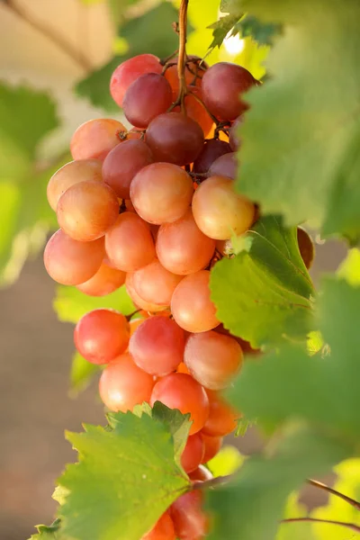 Verse rijpe sappige druiven groeien in wijngaard, close-up — Stockfoto