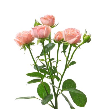 Beyaz arka planda güzel gül çiçekleri