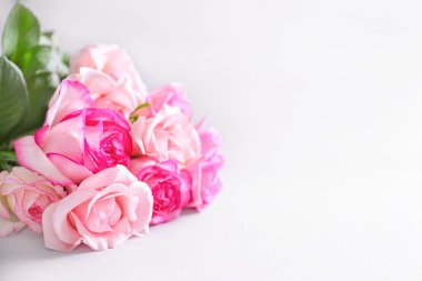 Beyaz arka planda güzel gül çiçekleri