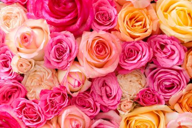 Güzel gül çiçekleri, üst manzara