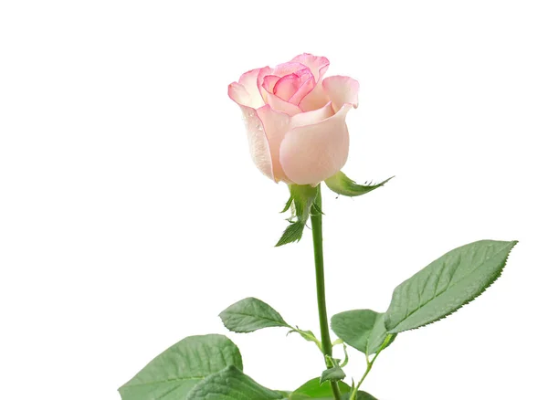 Hermosa flor de rosa sobre fondo blanco — Foto de Stock