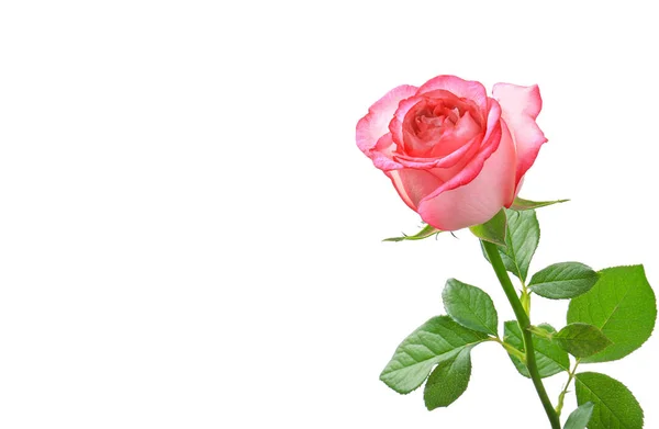 Beautiful rose flower on white background — Stock Photo, Image