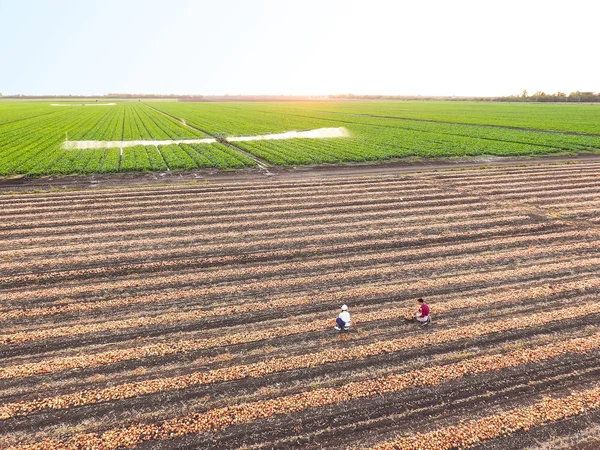 Young farmers gathering onions in field — Stock Photo, Image