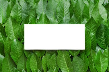 Yeşil yapraklı boş kart
