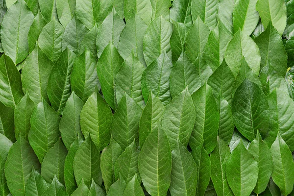 Veel groene bladeren als achtergrond — Stockfoto