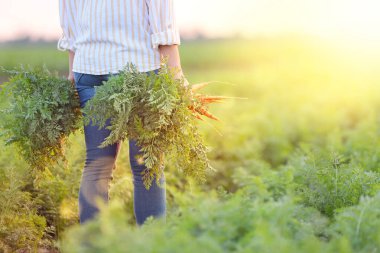 Tarlada havuç hasadı ile kadın çiftçi