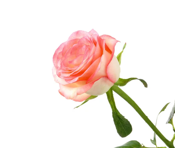Beautiful rose flower on white background — Stock Photo, Image