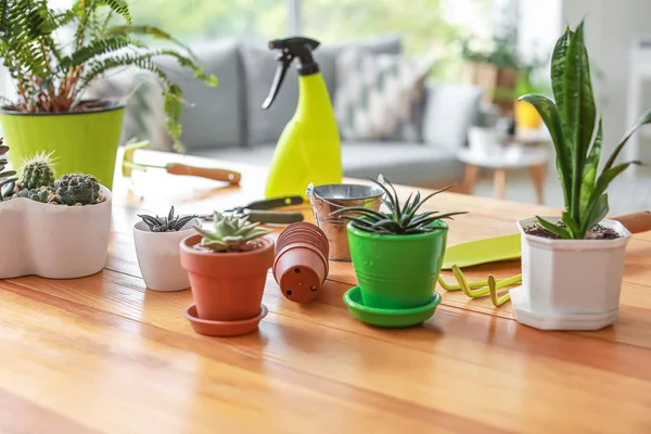 Plantas domésticas en macetas sobre mesa en casa — Foto de Stock