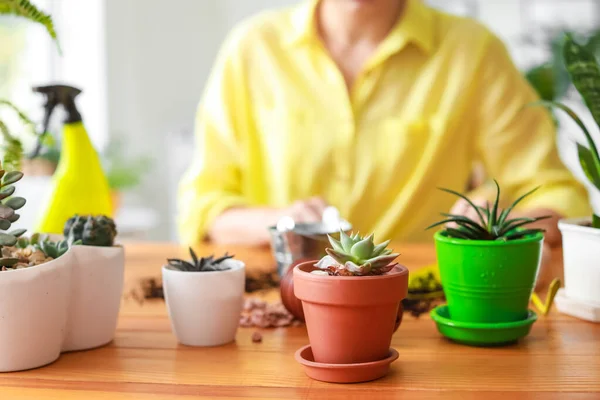 Houseplants in pots on table at home — Stock Photo, Image