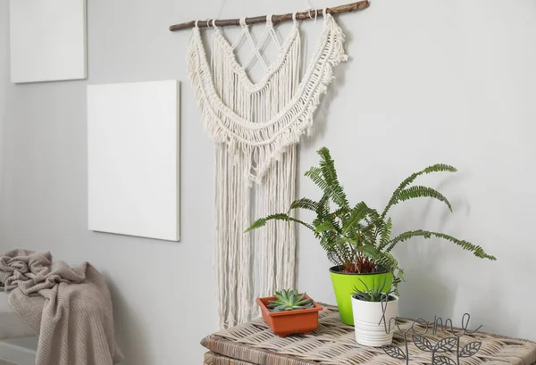 Elegante interior de la habitación con hermosas plantas de interior — Foto de Stock