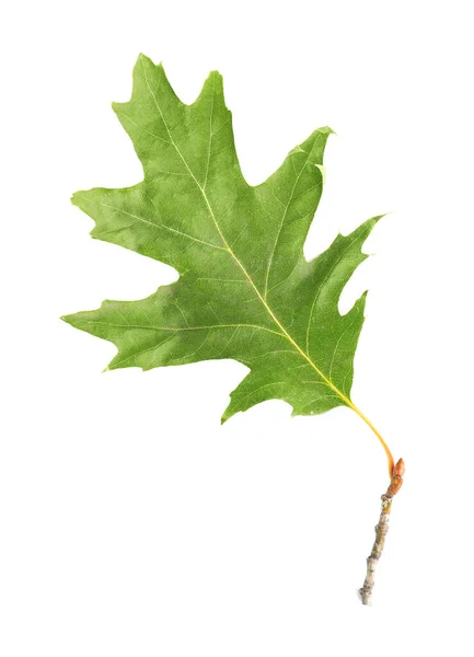 Hermosa hoja de otoño sobre fondo blanco — Foto de Stock