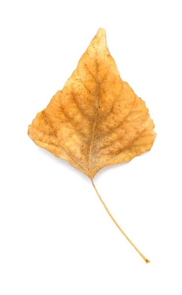 하얀 배경의 아름다운 단풍 잎 — 스톡 사진