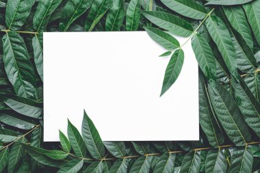 Yeşil yapraklı boş kart