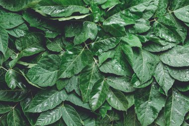 Arka plan olarak birçok yeşil yaprakları