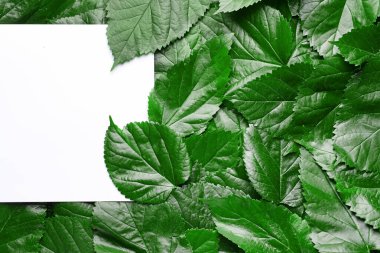 Yeşil yapraklı boş kart