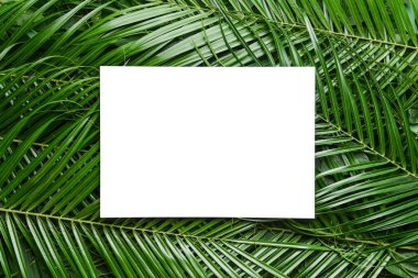 Yeşil palmiye yapraklı boş kart
