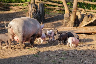Çiftlikte domuzcukları olan sevimli, komik bir domuz.