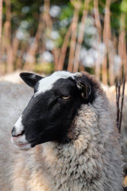 Çiftlikte sevimli komik koyun
