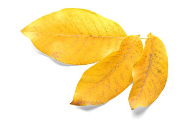 Beyaz arkaplanda güzel sonbahar yaprakları