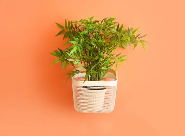 Green houseplant hanging on color wall — Stock Photo, Image